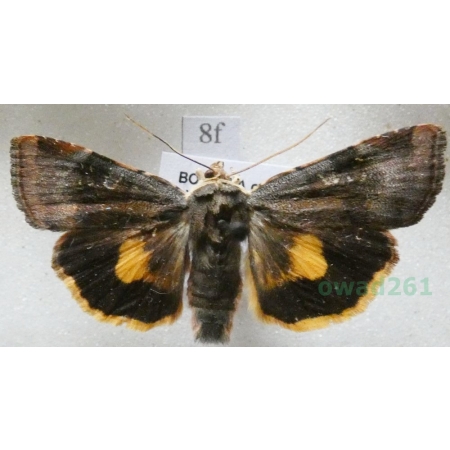 Noctua janthina Denis & Schiffermüller, 1775 Rolnica przepaska Czech8f